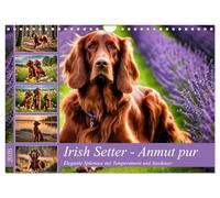 Irish Setter - Anmut pur (Wandkalender 2026 DIN A4 quer), CALVENDO Monatskalender: Elegante Spürnase mit Temperament und Ausdauer