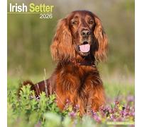 Irish Setter Calendar 2026 Square Dog Breed Wall Calendar - 16 Month