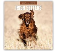 Irish Setters - Irischer Setter 2027 - 16-Monatskalender: Original Red Robin Publishing Ltd-Kalender [Mehrsprachig] [Kalender]