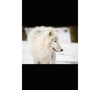 Is This The Best Blank Journal In The World? 2.0 White Wolf Glossy (5x8)