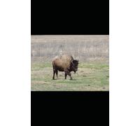 Is This The Best Blank Journal In The World? 2.0 Yukon Canada Buffalo Bison Animal Glossy (5x8)