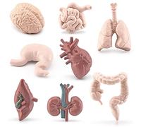 ISAKEN 8 Pezzi Modello di Anatomia Umana, Modello Anatomico di Assemblaggio di Organi Umani, Organi del Corpo Umano Modello di Educazione, Modello Amichevole Ambientale per la Medicina Scolastica