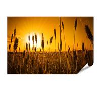 islandburner Poster sole agricoltura sfondo pane grano colore mais crepuscolo oh - poster 90 x 60 cm