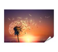 islandburner Prime Immagine Poster Dente di leone Leone Volare semi di tramonto all'aperto Immagini Premium Stampa fotografica