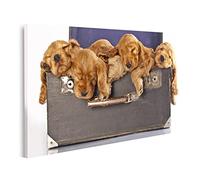 islandburner Quadro su tela Inglese Cocker Spaniel Cucciolo Immagini Murale Poster