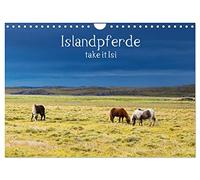 Islandpferde take it Isi (Wandkalender 2026 DIN A4 quer), CALVENDO Monatskalender: Die Welt der Islandpferde kann nur jeden Reiter begeistern