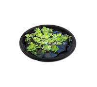 Isola galleggiante pianta protettore pesce barriera stagno decorazione acqua ingranaggio circolare pesce barriera guardia