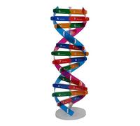 Ispirante giocattolo modello DNA doppia elica fai da te educazione scientifica per la comprensione dei geni umani