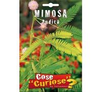 Italsementi Mimosa Pudica