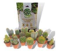 ITALY GREEN LIFE KIT CURA E PIANTE GRASSE - 6 Piante Grasse (Vaso 5.5) Mix Cactacee + Terriccio da 10 Litri | Kit per Cura Piante da Interni, Ufficio, Scrivania