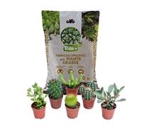 ITALY GREEN LIFE KIT CURA E PIANTE GRASSE - 6 Piante Grasse (Vaso 5.5) Mix Succulenti e Cactacee + Terriccio da 10 Litri | Kit per Cura Piante da Interni, Ufficio, Scrivani5