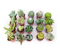 Italy Green Life - Mix di 20 Succulente Senza Spine e Cactus Veri, Diametro Vaso 5,5cm | Mini Piante da Interno ed Esterno | Piante Resistenti per Scrivania, Casa e Ufficio | Regali Ecosostenibili