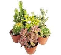 Italy Green Life - Mix di 3 Piantine Grasse Vere Mini Cactus e Succulenti, Vaso Ø 5.5cm. Piante Vere da Interno, Piante Vere da Appartamento, Piante Grasse Vere da Esterno Regali Ecosostenibili