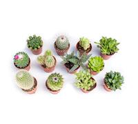Italy Green Life - Mix di Piantine Grasse Vere Mini Cactus e Succulenti, Vaso Ø 5.5cm. Piante Vere da Interno e da Appartamento, Piante Grasse da Esterno (12 Piante)