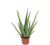 Italy Green Life - Pianta di Aloe Vera Gel Puro con effetto Curativo e Azione Depurativa, Altezza alla Consegna 30-40 cm, Dimensione del vaso Ø 12cm, Piante Grasse Vere da interno ed esterno