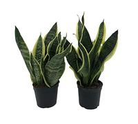 Italy Green Life - Sansevieria Superba, Set di 2 piante con Vaso Ø 12 cm dall'Altezza di circa 35 cm. Sanseveria Pianta Vera, Piante da Interno Sempre Verdi, Piante Vere da Esterno, Regali per la Casa