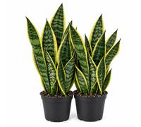 Italy Green Life - Sansevieria Superba, Set di 2 piante con Vaso Ø 9 cm dall'Altezza di circa 35 cm. Sanseveria Pianta Vera, Piante da Interno Sempre Verdi, Piante Vere da Esterno, Regali per la Casa