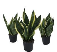 Italy Green Life - Sansevieria Superba, Set di 3 piante con Vaso Ø 12 cm dall'Altezza di circa 35 cm. Sanseveria Pianta Vera, Piante da Interno Sempre Verdi, Piante Vere da Esterno, Regali per la Casa