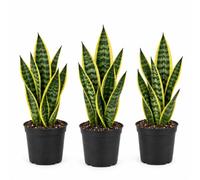 Italy Green Life - Sansevieria Superba, Set di 3 piante con Vaso Ø 9 cm dall'Altezza di circa 35 cm. Sanseveria Pianta Vera, Piante da Interno Sempre Verdi, Piante Vere da Esterno, Regali per la Casa