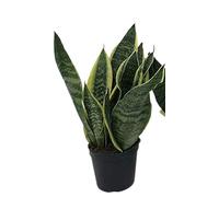 Italy Green Life - Sansevieria Superba, una pianta con Vaso Ø 12 cm dall'Altezza di circa 35 cm. Sanseveria Pianta Vera, Piante da Interno Sempre Verdi, Piante Vere da Esterno, Regali per la Casa