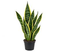 Italy Green Life - Sansevieria Superba, una pianta con Vaso Ø 9 cm dall'Altezza di circa 35 cm. Sanseveria Pianta Vera, Piante da Interno Sempre Verdi, Piante Vere da Esterno, Regali per la Casa