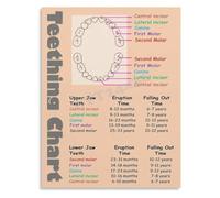 ITCLEYMDZV Child Tooth Development Map Showing Primary Teeth Eruption and Exfoliation Timeline Poster for Doctor Clinic(Unframed,16x24inch(40x60cm))