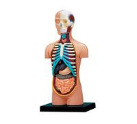 Itkcozcg Forniture per ufficio, anatomia umana modello di busto con organi umani rimovibili modello del corpo umano materiale scolastico scientifico per bambini studenti, Immagine di riferimento a