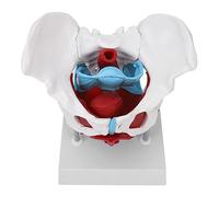 Itonash Modello di Bacino Femminile, Modello di Anatomia del Pavimento Pelvico Rimovibile con Base Stabile per L'insegnamento Ostelevole, Dimostrazione Clinica