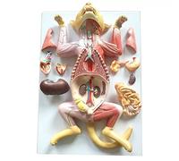 IUBGFTO Modello di Anatomia del Gatto, Modello di Anatomia per l'insegnamento degli Animali, Adatto per Ufficio Veterinario/Formazione di apprendimento