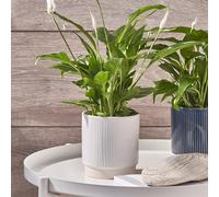 Ivyline Fioriera, Ceramica, Bianco, 11,5 x 11,5 cm