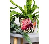 Ivyline Monza Tropical - Vaso per Piante, 13 cm, Colore: Fucsia