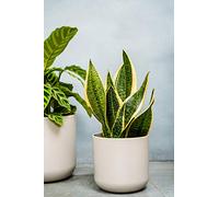 Ivyline Vaso per Piante, Ceramica, Grigio, 18.5 cm