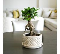 Ivyline Vaso rotondo per bonsai, color crema, impermeabile e resistente, vaso da fiori in ceramica smaltata di alta qualità, per interni, 38,5 x 20 cm