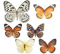 IWOWHERO Decorative Specimen Farfalle Naturali in Set da 6 per Arredamento e Studio Scientifico Adatto per Casa e Aula