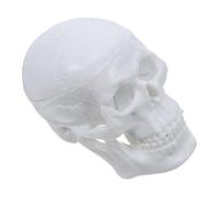 IWOWHERO Modello Anatomico del Cranio Umano Staccabile in Plastica Bianca, Piccola Statuetta di Teschio 2,5x2 Pollici, Supporto Didattico Compatto per Studenti di Medicina e Formazione