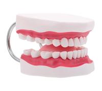 IWOWHERO Modello Typodont Ingrandito Gengive e Lingua Realistico per Insegnamento e Ortodontica Portatile e Durevole per Formazione Odontoiatrica e Preparazione Esami