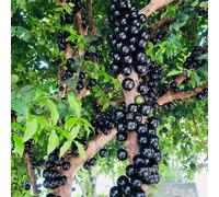 jabuticaba interno Aiuole rialzate biologiche per l'orto in serra interna resistenti esterno in vaso resistenti vaso antiche 80semi