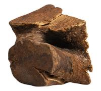 JACK AND VANILLA, Radice d'albero 100% Naturale, Versatile in infusione e decotto, benefici per la Salute, imballaggio Ecologico, Origine controllata, Taglia M, Colore Naturale, Modello all Nature