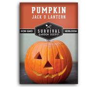 Jack O' Lantern Semi di zucca per piantare | Zucche intagliate cimelio per Halloween, decorazione del raccolto autunnale - Varietà non OGM - Semi da giardino di sopravvivenza (1 confezione)