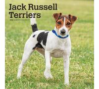 Jack Russel Terriers - Jack Russel Terrier 2026 - 16-Monatskalender: Original BrownTrout-Kalender [Mehrsprachig] [Kalender]