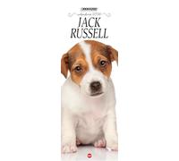 Jack Russell. Calendario 2026. Long
