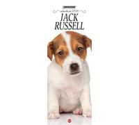 Jack Russell. Calendario 2026. Long
