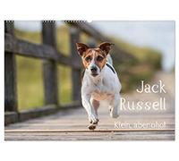 Jack Russell - Klein, aber oho! (Wandkalender 2026 DIN A2 quer), CALVENDO Monatskalender: Echte Powerpakete und zugleich liebenswertes Familienmitglied - Jack Russell haben's drauf!