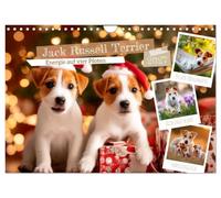 Jack Russell Terrier - Energie auf vier Pfoten (Wandkalender 2027 DIN A4 quer), CALVENDO Monatskalender: Kleine Hunde mit großer Persönlichkeit