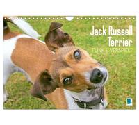 Jack Russell Terrier: flink und verspielt (Wandkalender 2026 DIN A4 quer), CALVENDO Monatskalender: Jack Russell Terrier: Perfekte Sport- und Aktivitätspartner