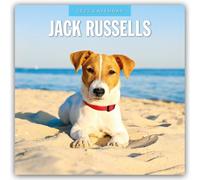 Jack Russells 2025 Square Wall Calendar