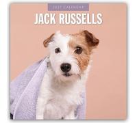 Jack Russells 2027 Square Wall Calendar