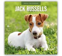Jack Russells - Jack Russell Terrier 2026 - 16-Monatskalender: Original Red Robin Publishing Ltd-Kalender [Mehrsprachig] [Kalender]