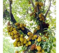 jackfruit - semi resistenti di giardino di decorazione dei letti elevati semi biologici 100pcs