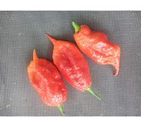 JAI'S GHOST SCORPION RED CHILI PEPPER SEEDS : Package Contains seeds